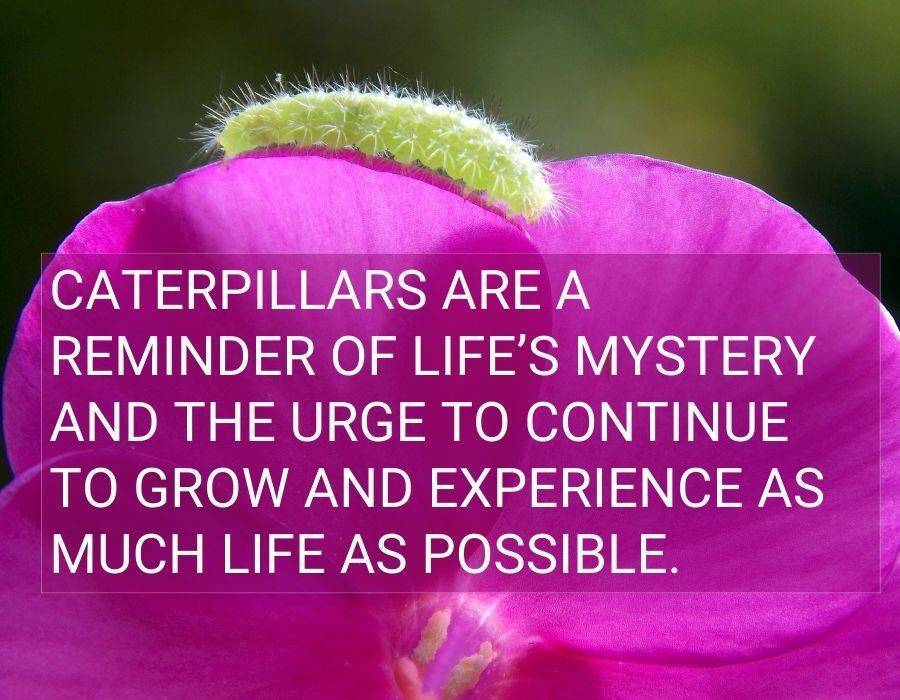 Caterpillars reminder life mystery