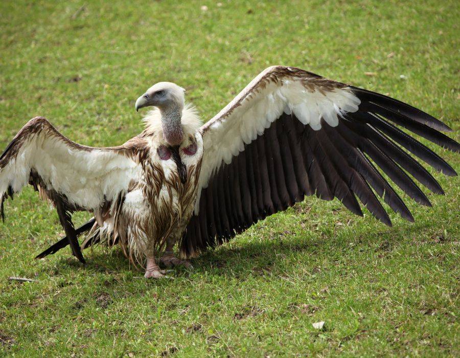 Himalayan Vulture