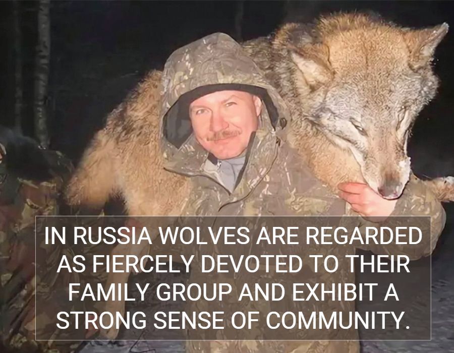 russian wolve