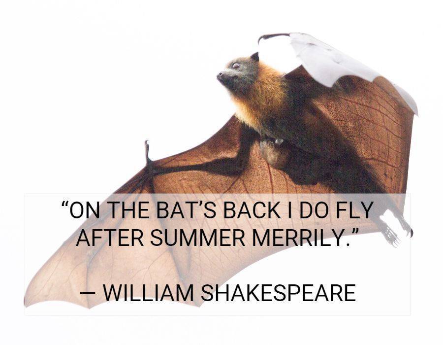 bat quote shakespear