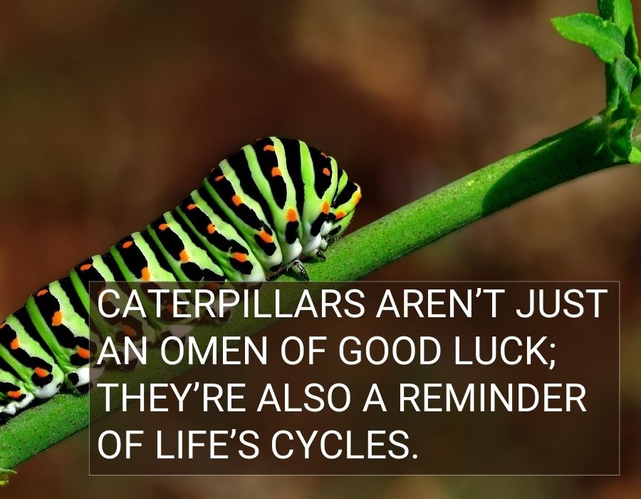 Caterpillar spiritual meaning