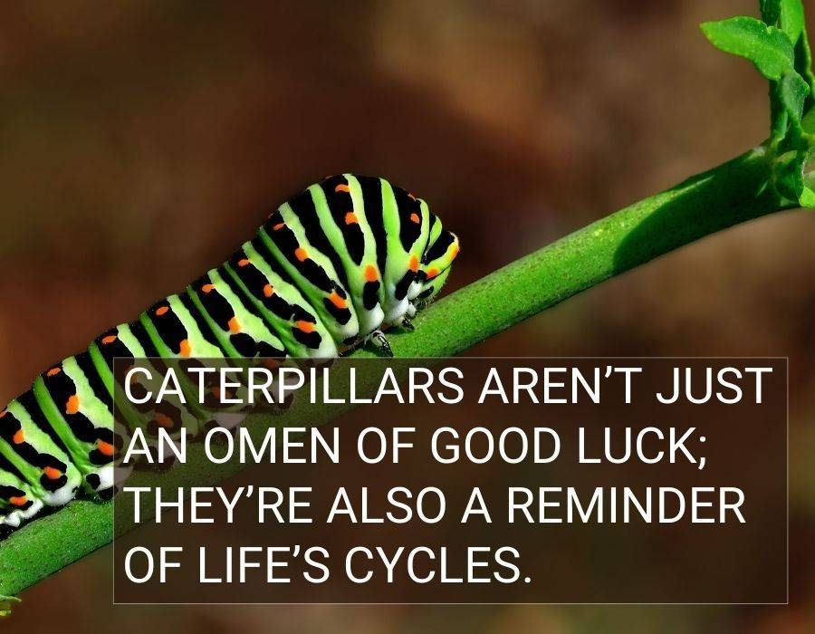 Caterpillar spiritual meaning