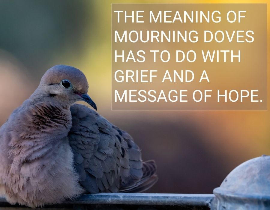 mourning dove meaning hope and grief Mourning Dove Meaning: What the Lovers' Bird Means in Your Life