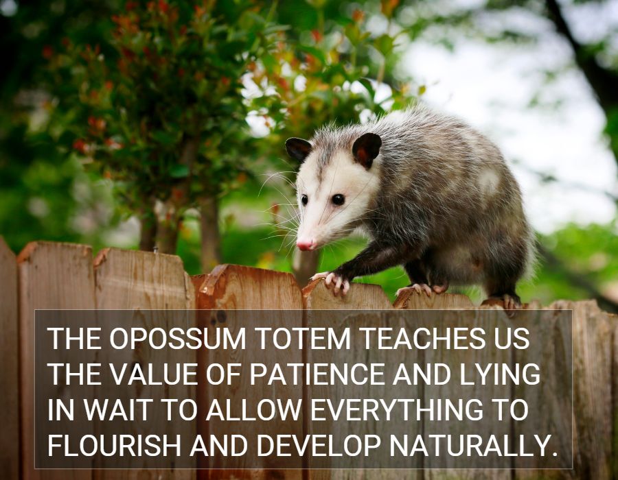 opossum totem teaches us the value of patience