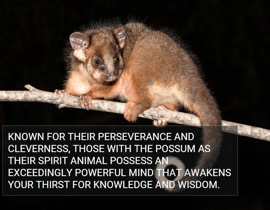 possum symbol of mind