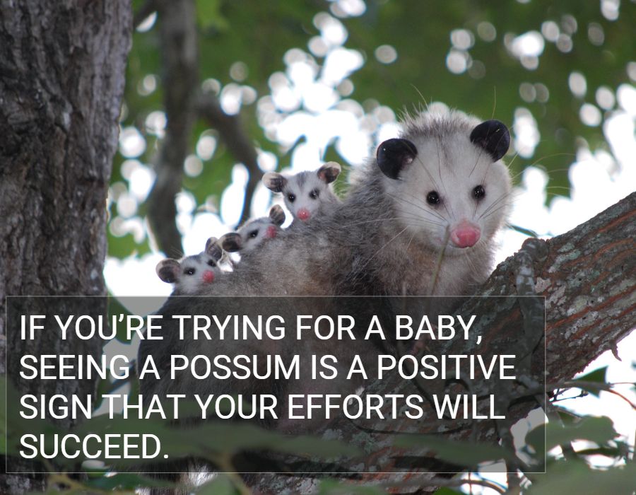 possum is a positive sign fertility