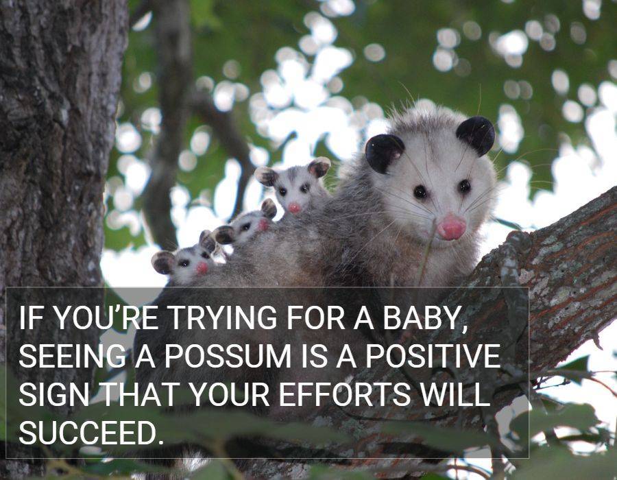 possum is a positive sign fertility