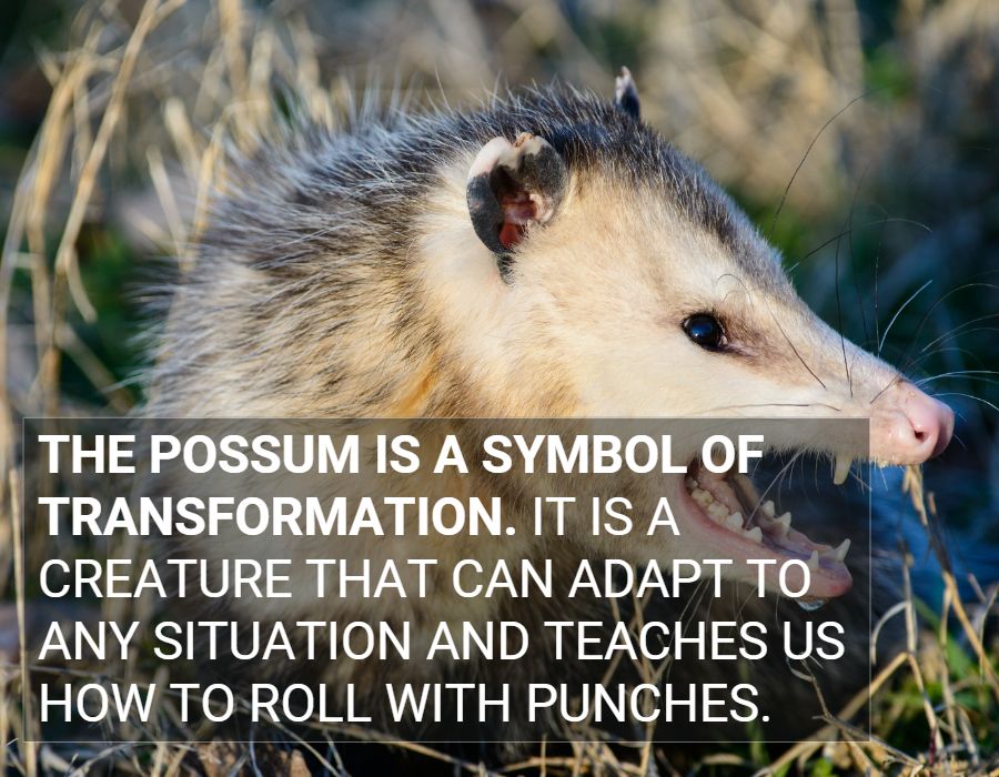 possum symbol of transformation