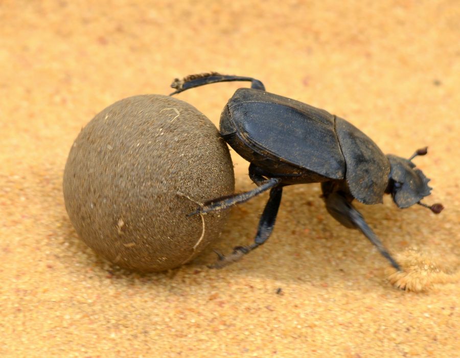 Scarab and dung ball