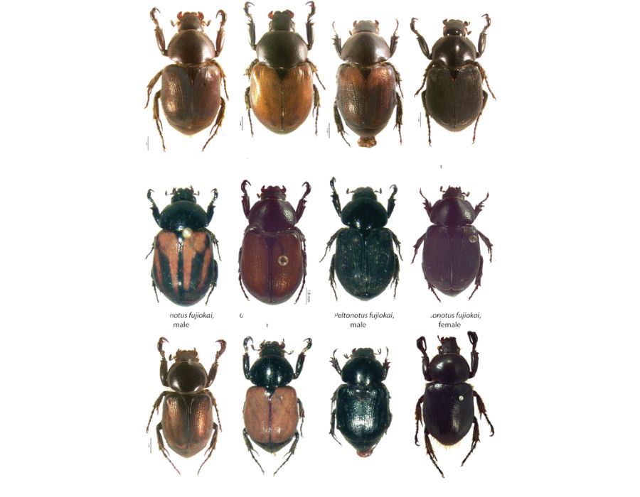 Types of scarab beetles