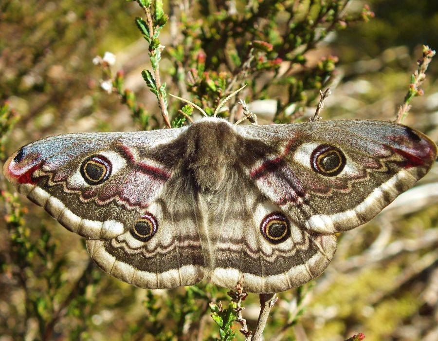 Emperor moth