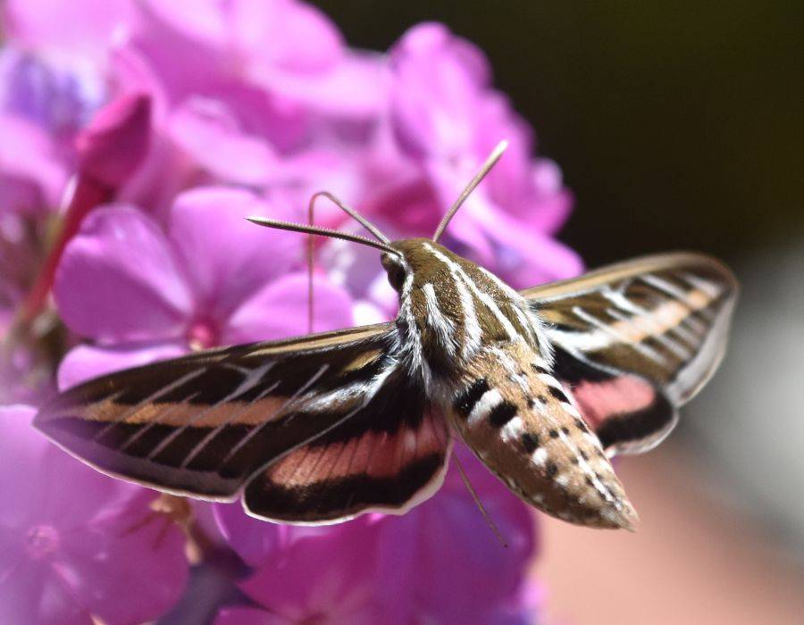 Sphinx moth