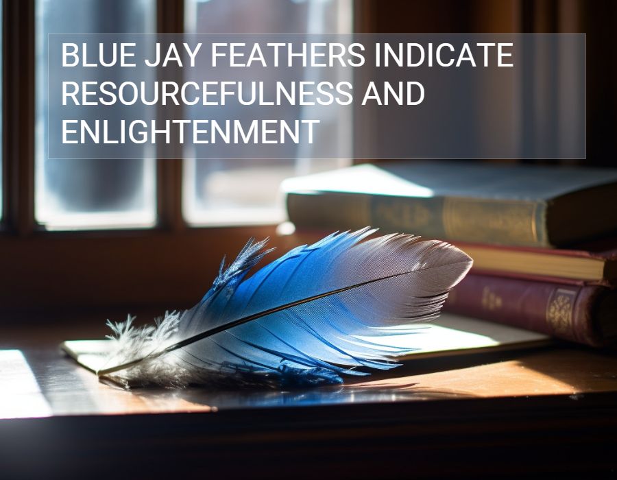 blue jay feathers indicate resourcefulness and enlightenment