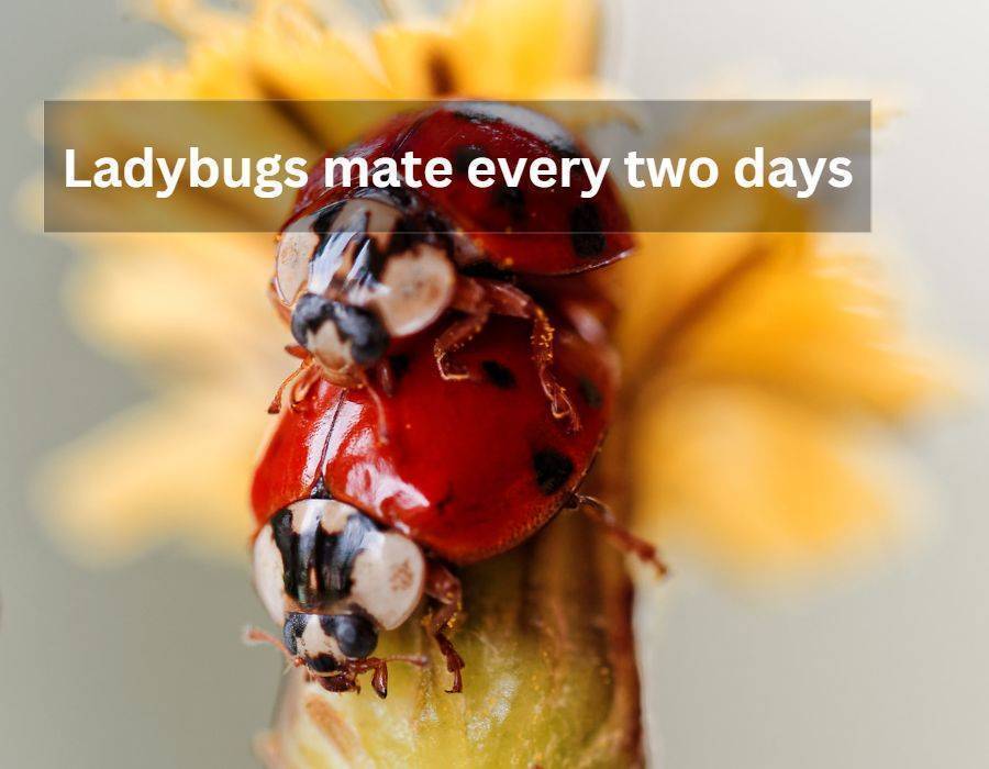 Ladybugs mate every two days Ladybug Symbolism, Spirit Animal, and What It Means To You