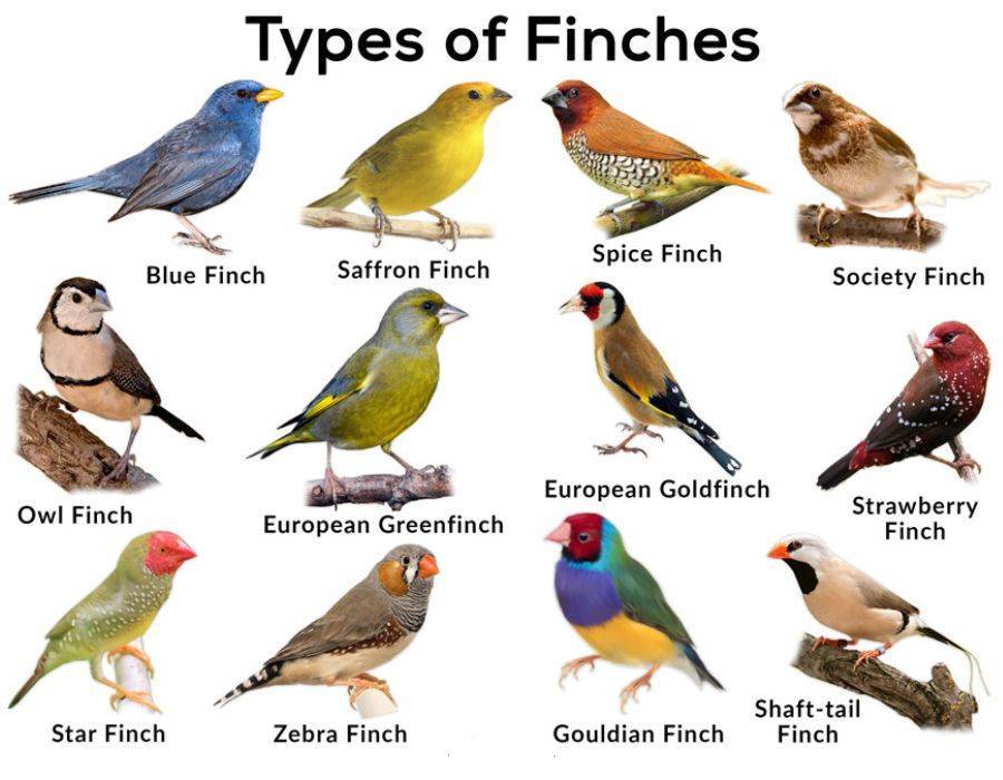 types of Finches