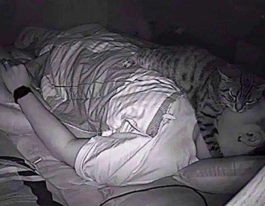 cat sleeping above a man head