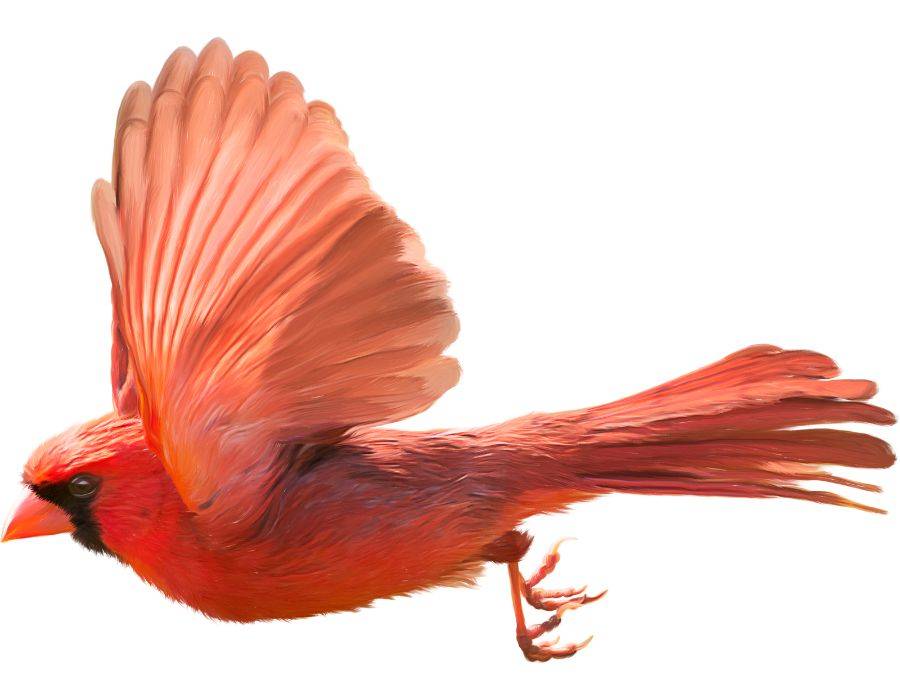 flying divine cardinal