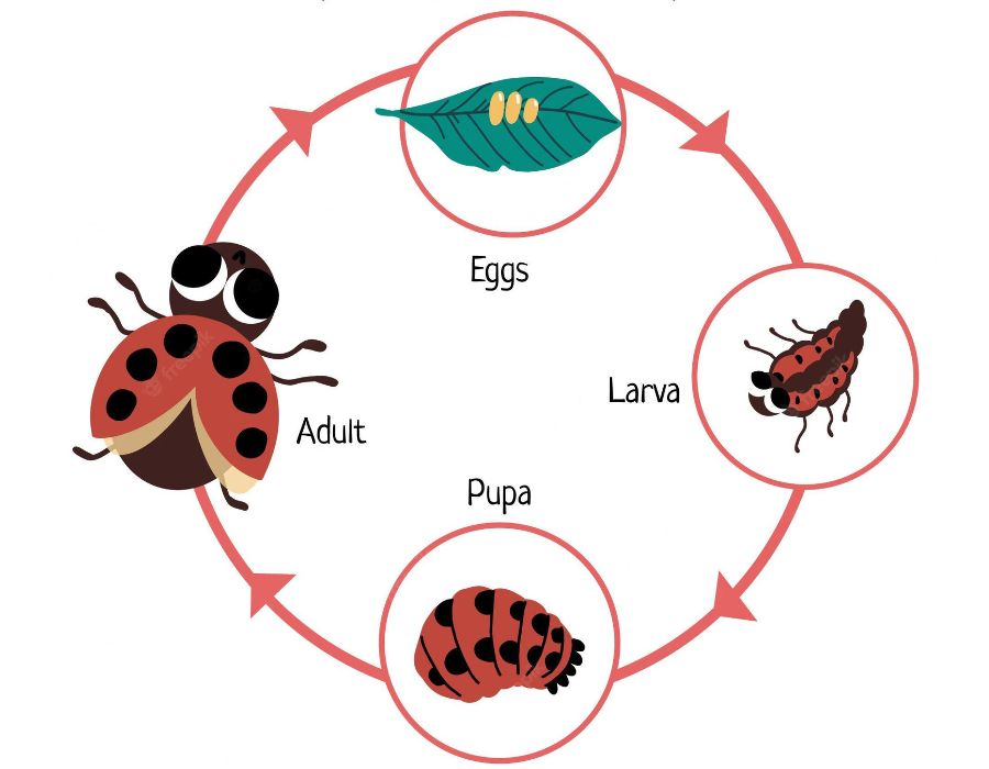 Ladybugs life cycle