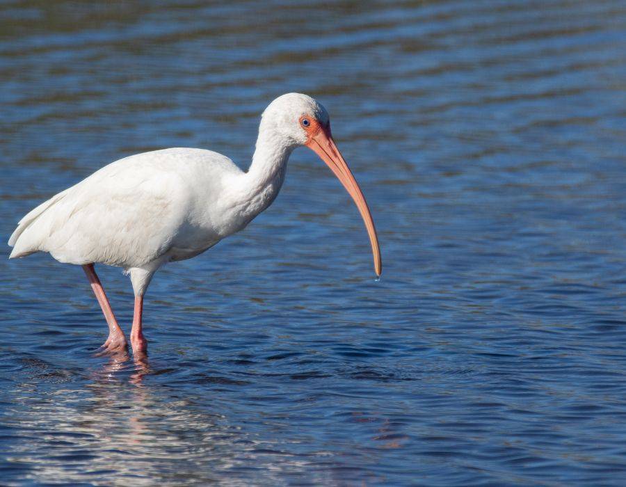 Ibis