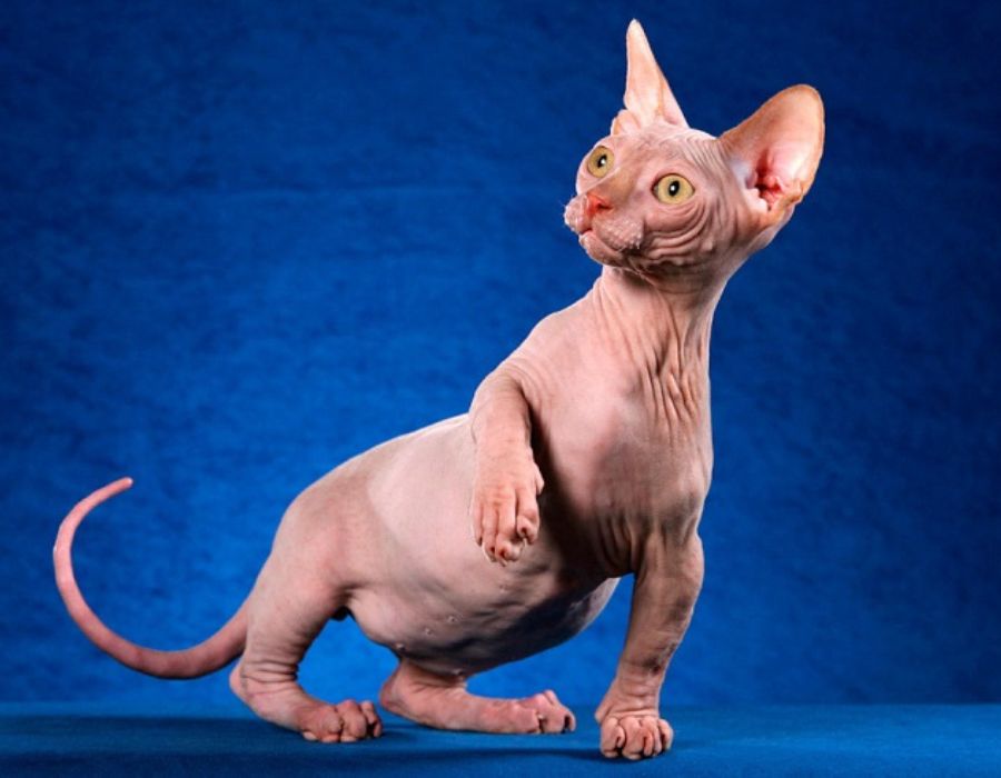 Mexican Hairless Cat