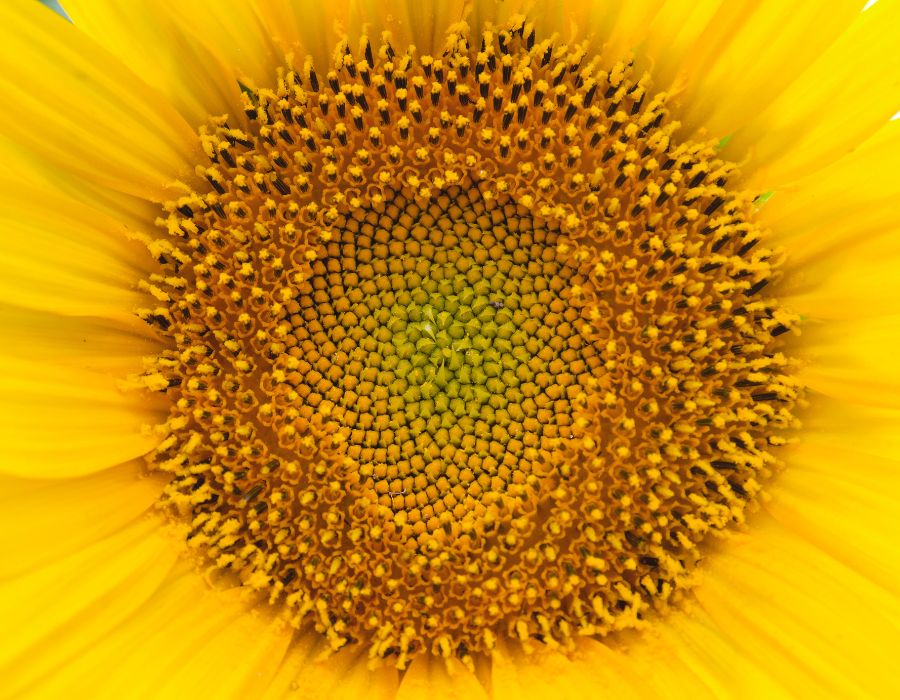 sunflower, a fruit of life