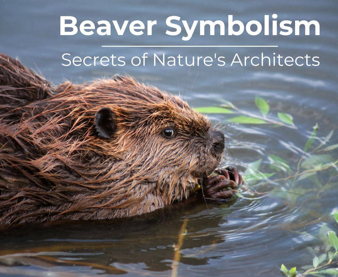 Beaver Symbolism