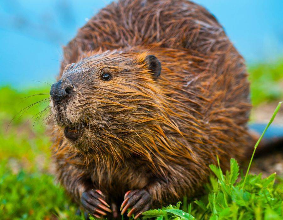 beaver spiritual meaning