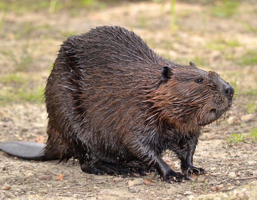 beaver spiritual symbolism