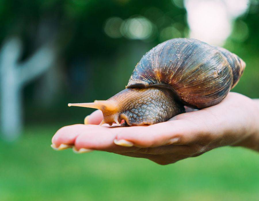 giant african landsnail