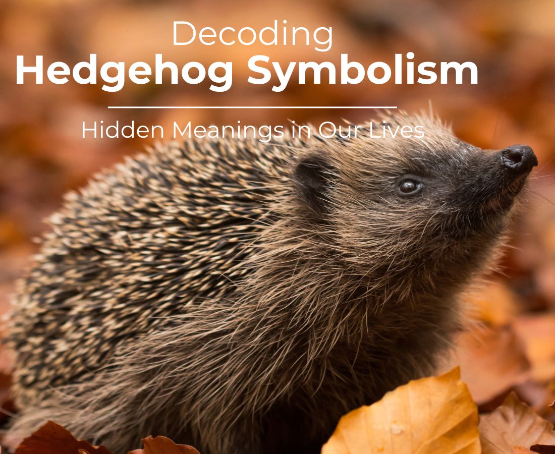 hedgehog symbolism