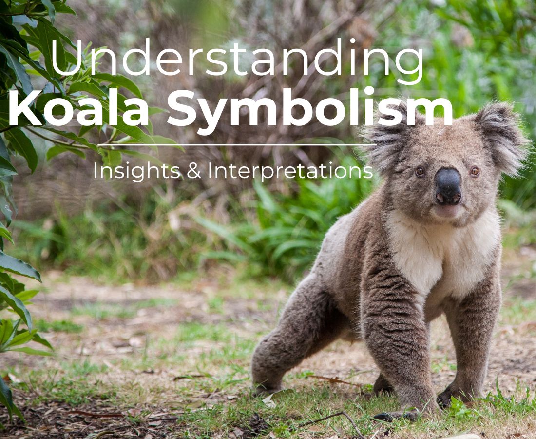 koala symbolism