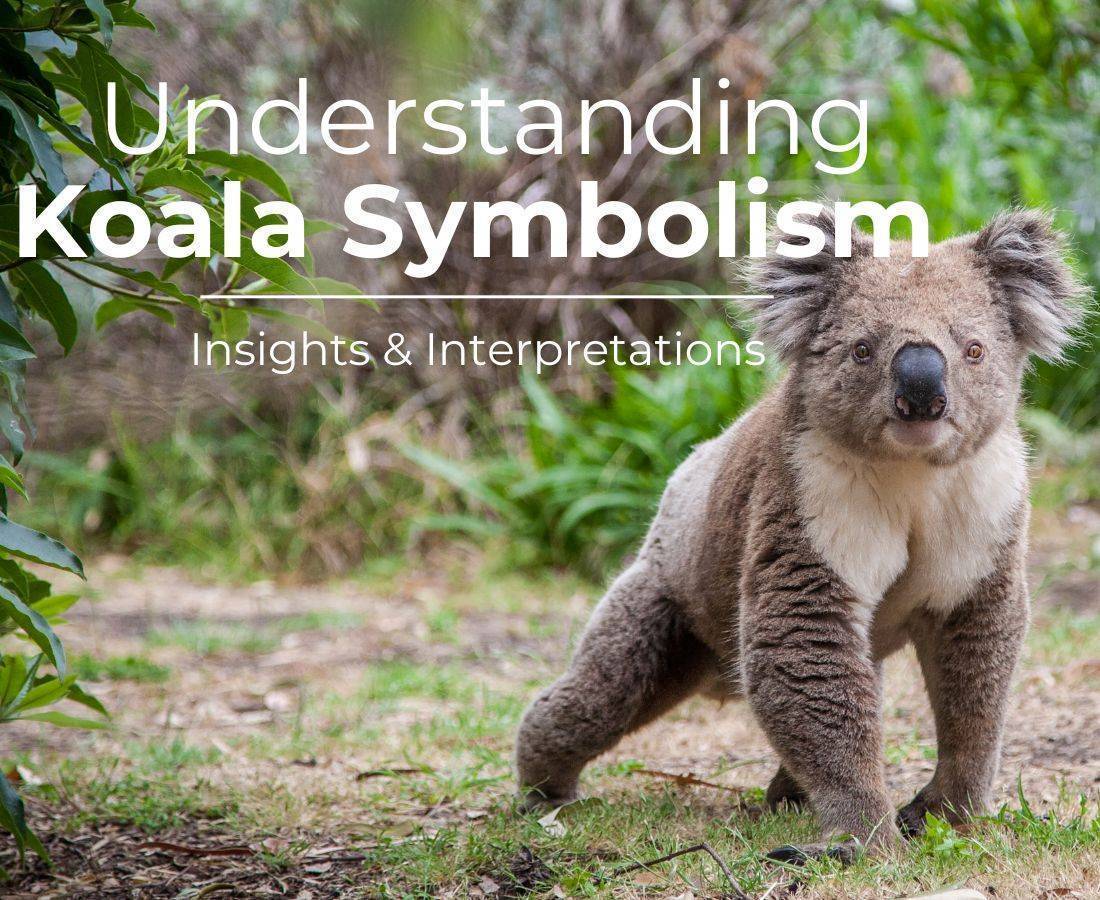 koala symbolism