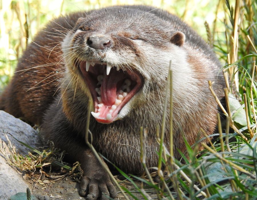 otter dangerous