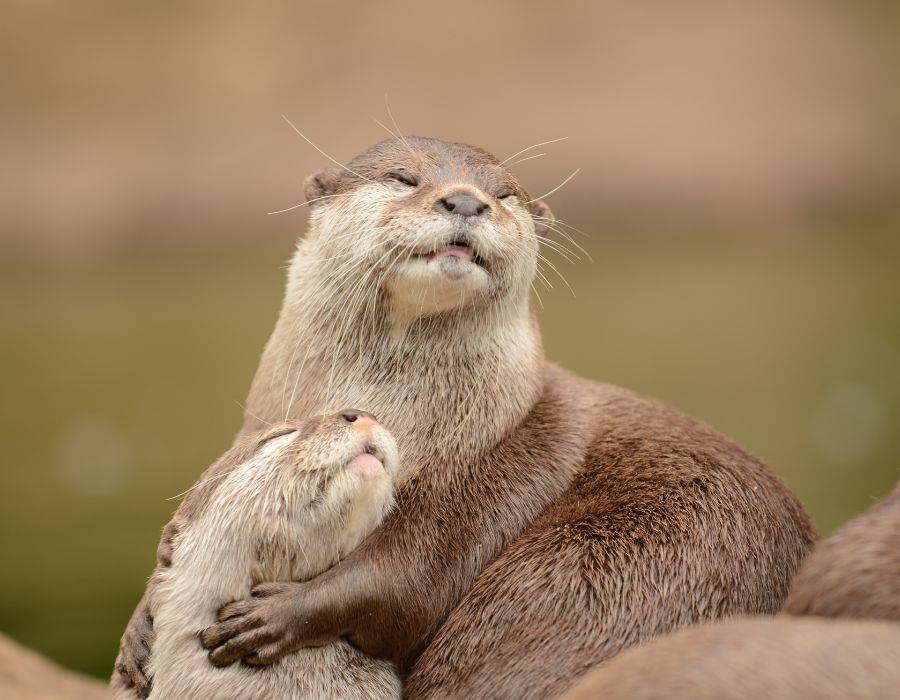 otter love