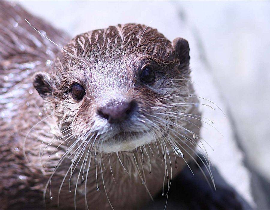 otter spiritual meaning