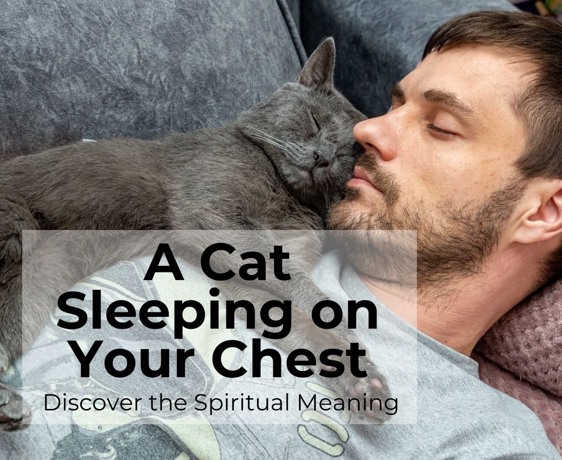 spiritual meaning cat-sleep-on-my-chest