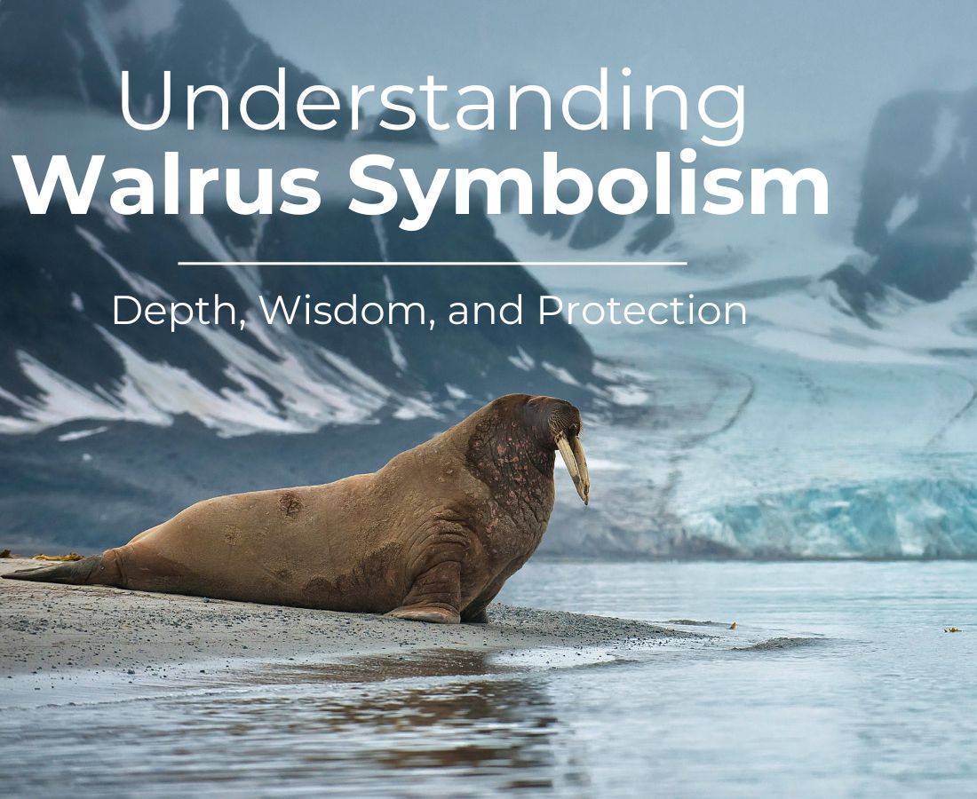 walrus symbolism spiritual meaning