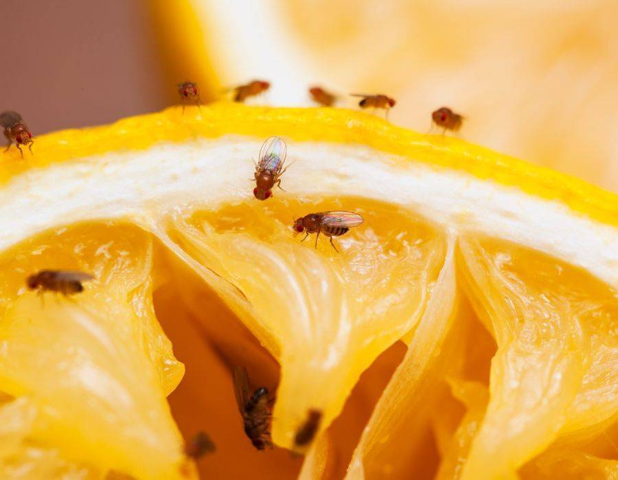 Flies in a kitchen, symbolizing the need for energetic cleansing rituals in the home