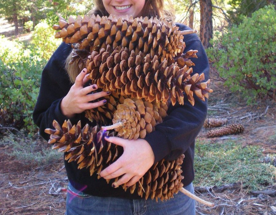 large pinecones