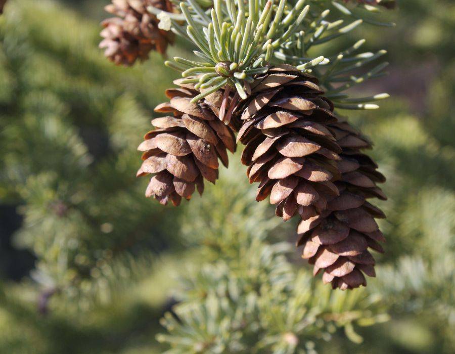 pinecone