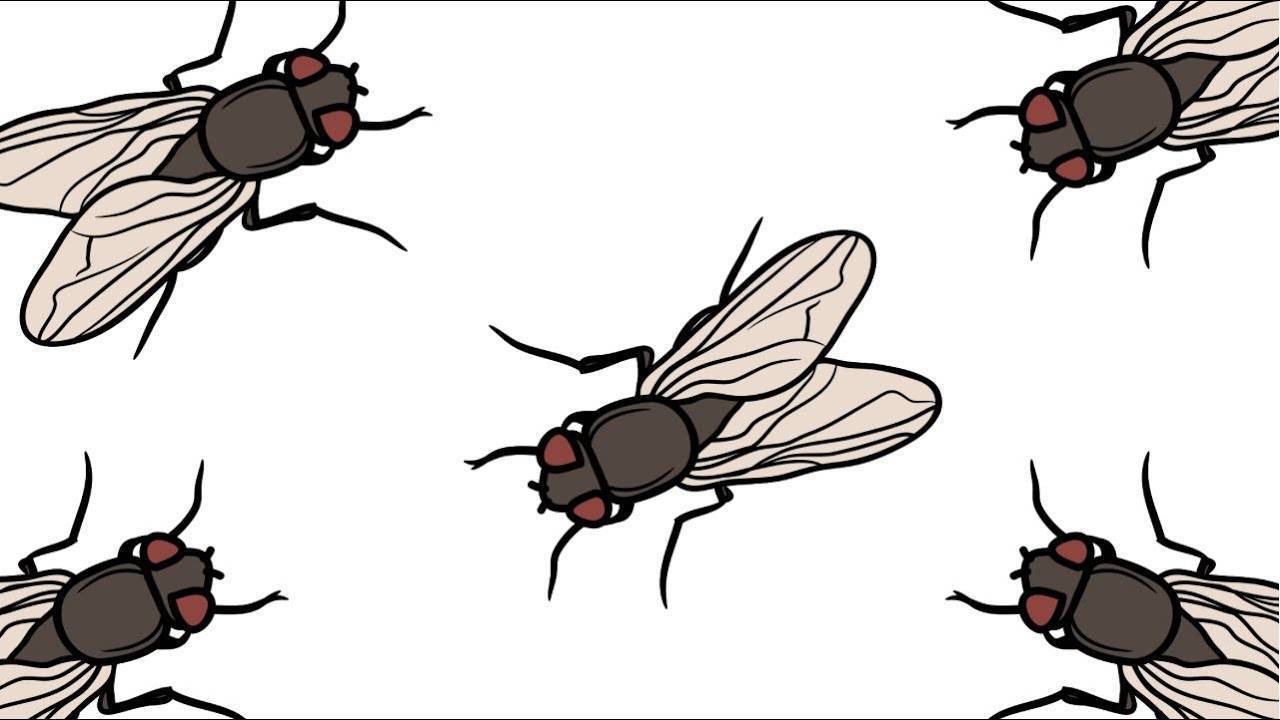 A fly resting on a plant leaf, representing the spiritual symbolism of transformation