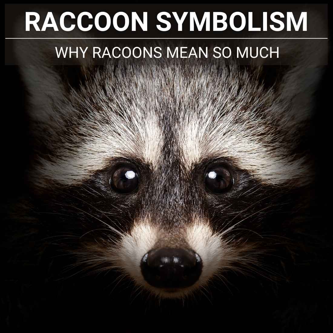 raccon smybolism