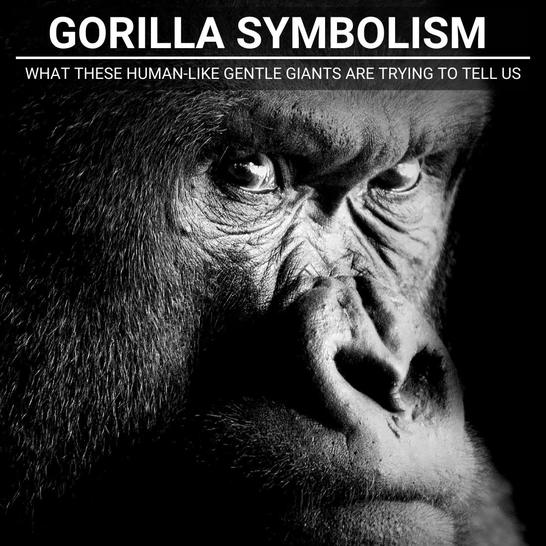 Gorilla Spiritual Meaning
