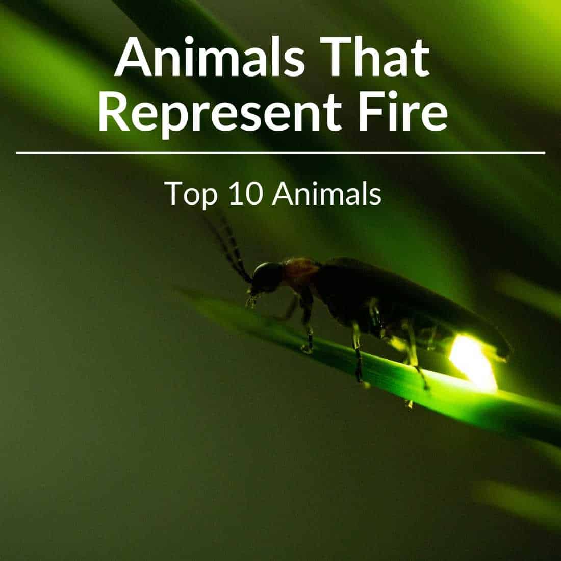 animals that represent fire