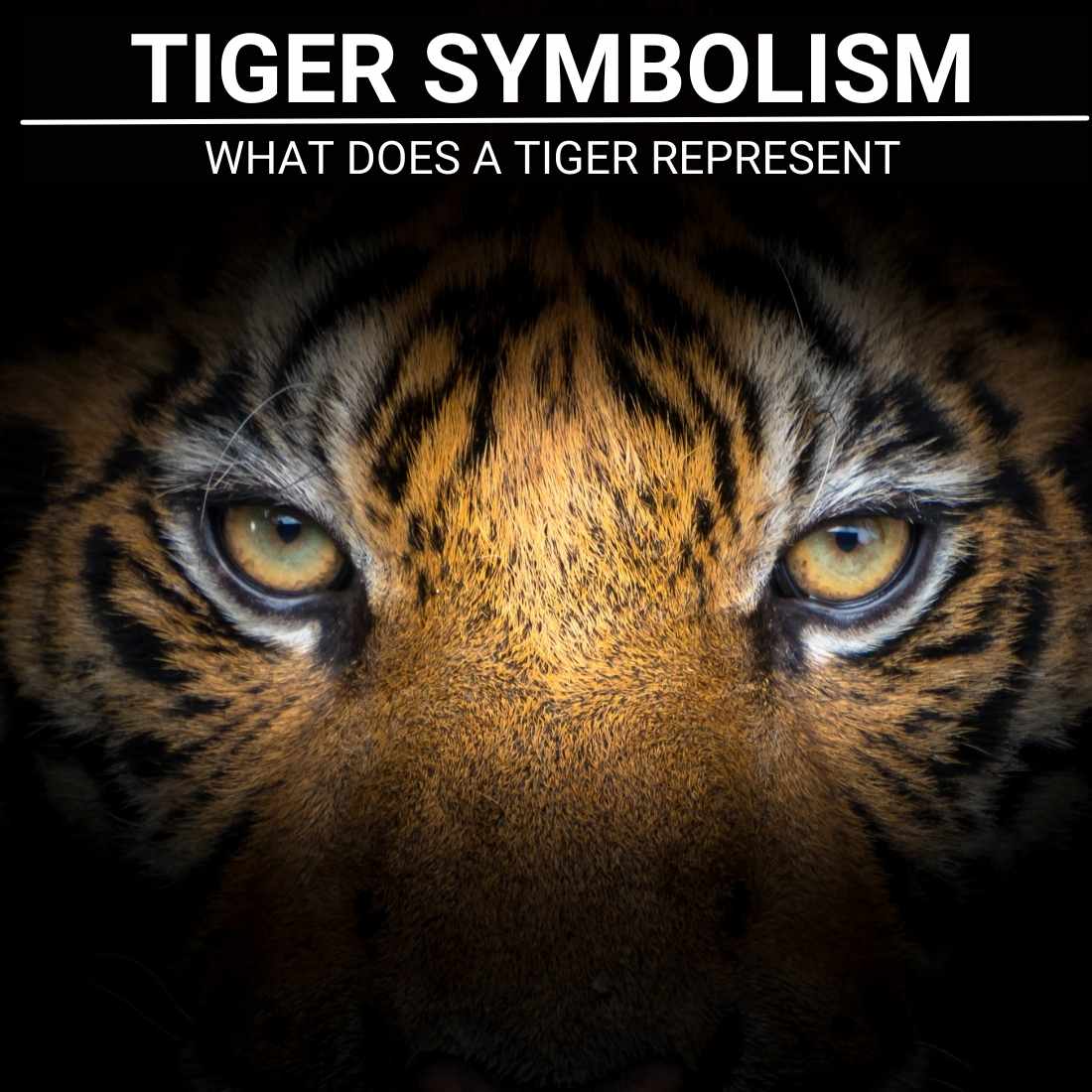 Tiger Spiritual Meaning