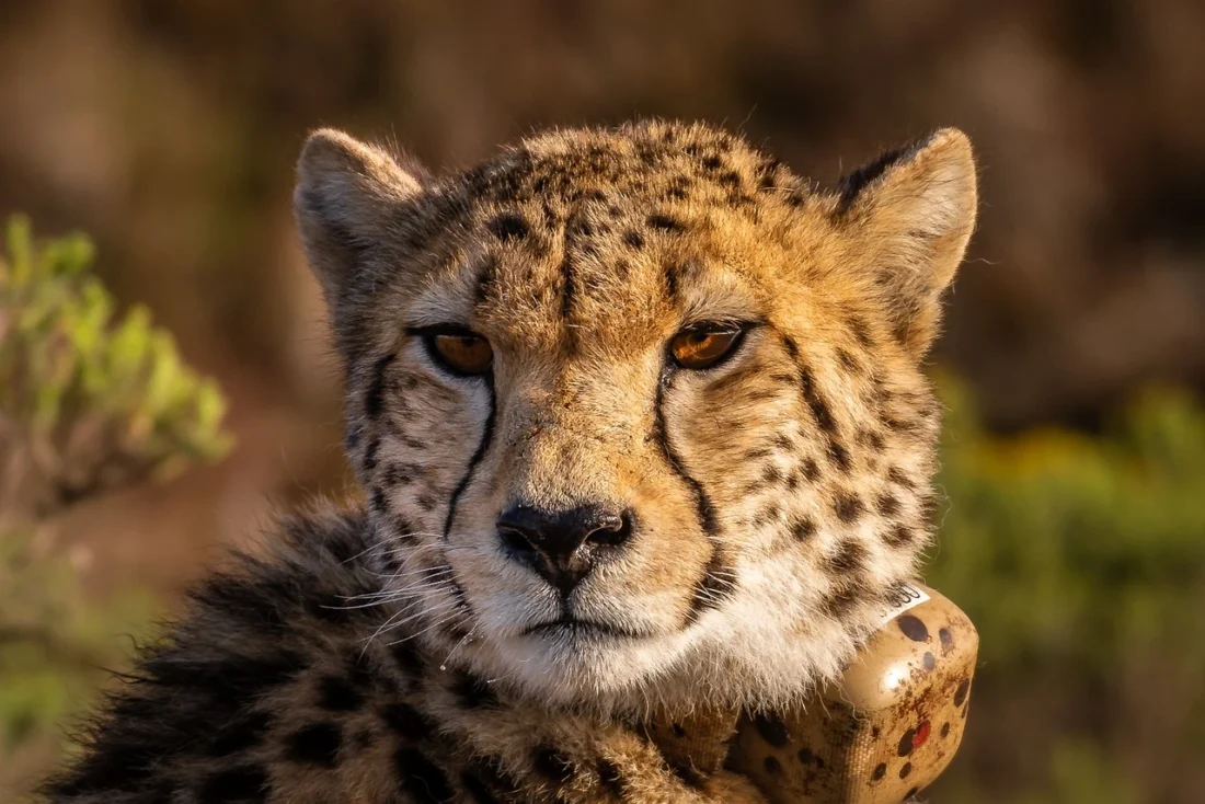 cheetah portriat