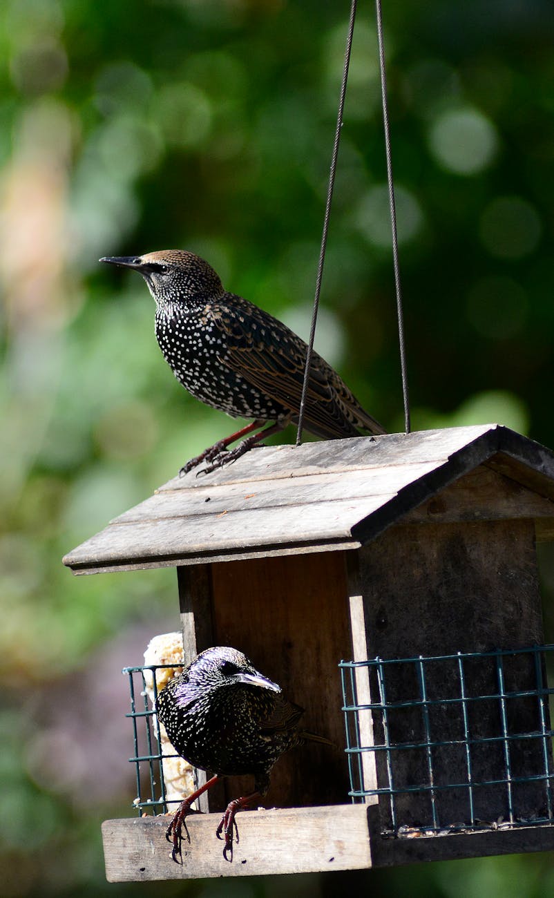 starlings on bird feeder in kansas backyard