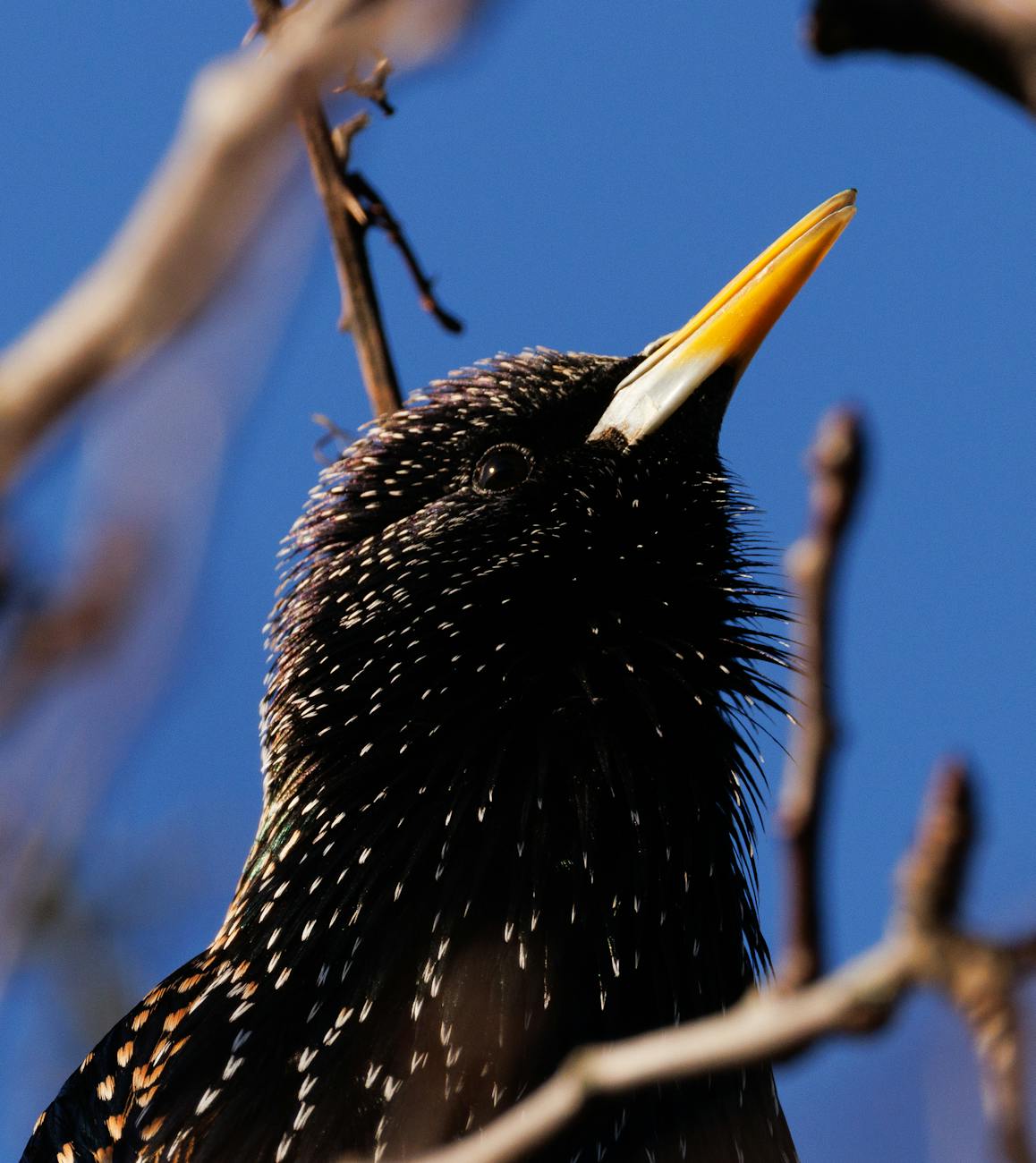 close up of a european starling in tree