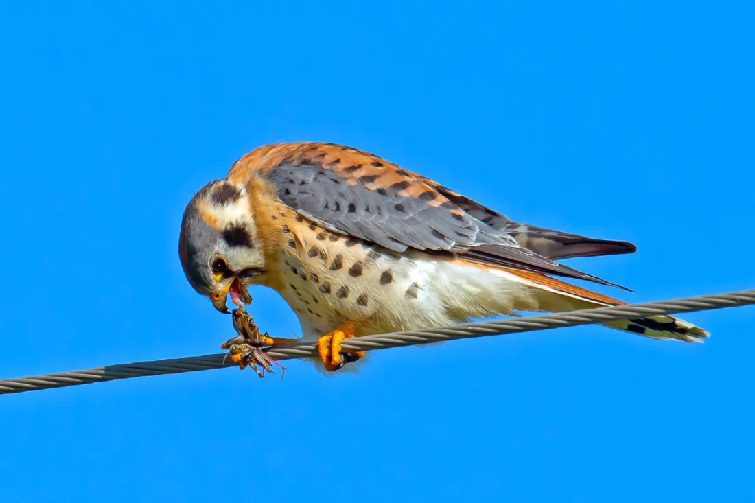 Kestrel 