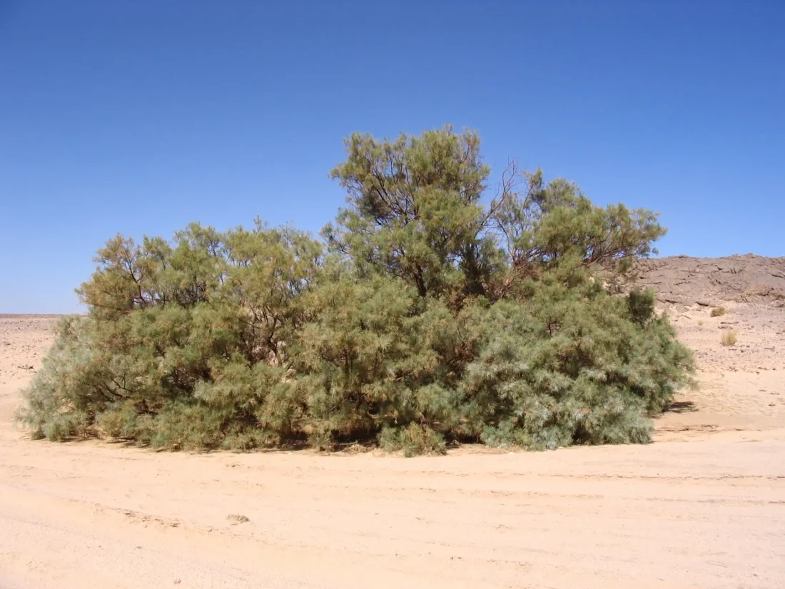 Tamarisk